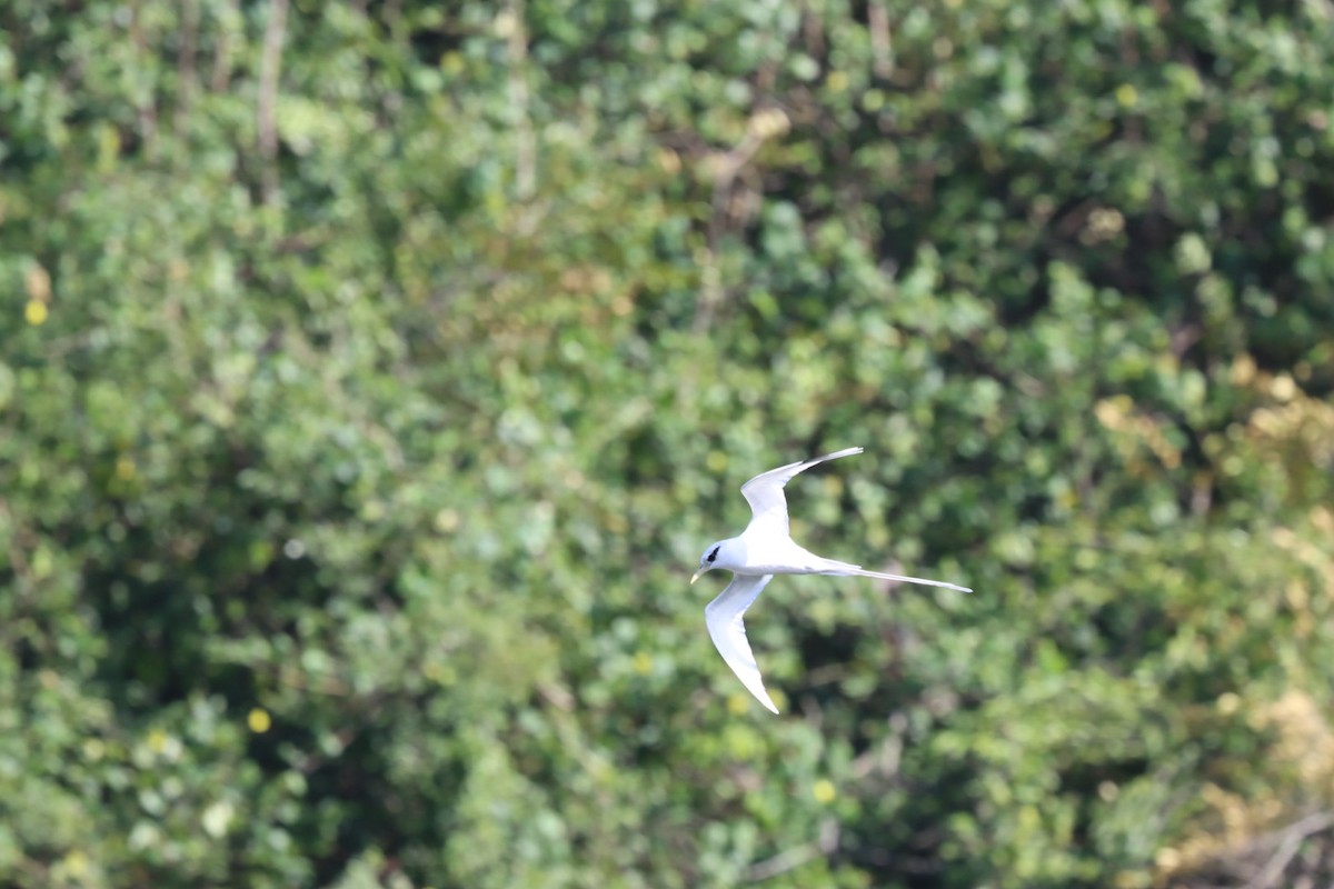 White-tailed Tropicbird - ML646875852