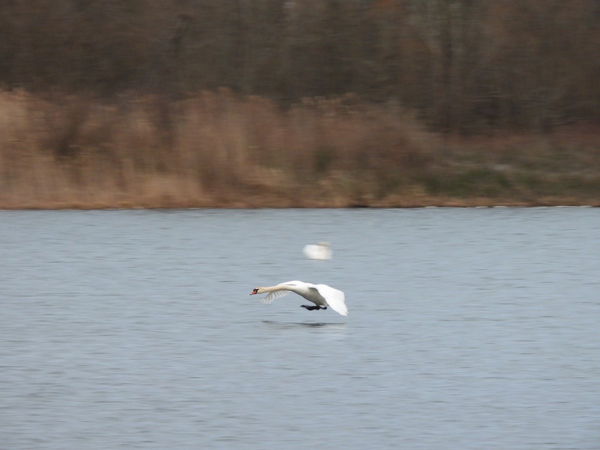 Лебідь-шипун - ML646875853
