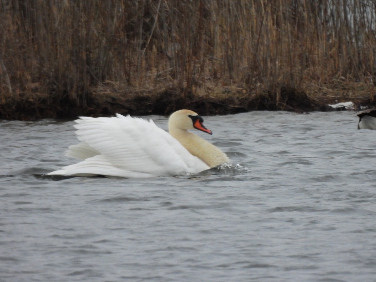 Лебідь-шипун - ML646875854