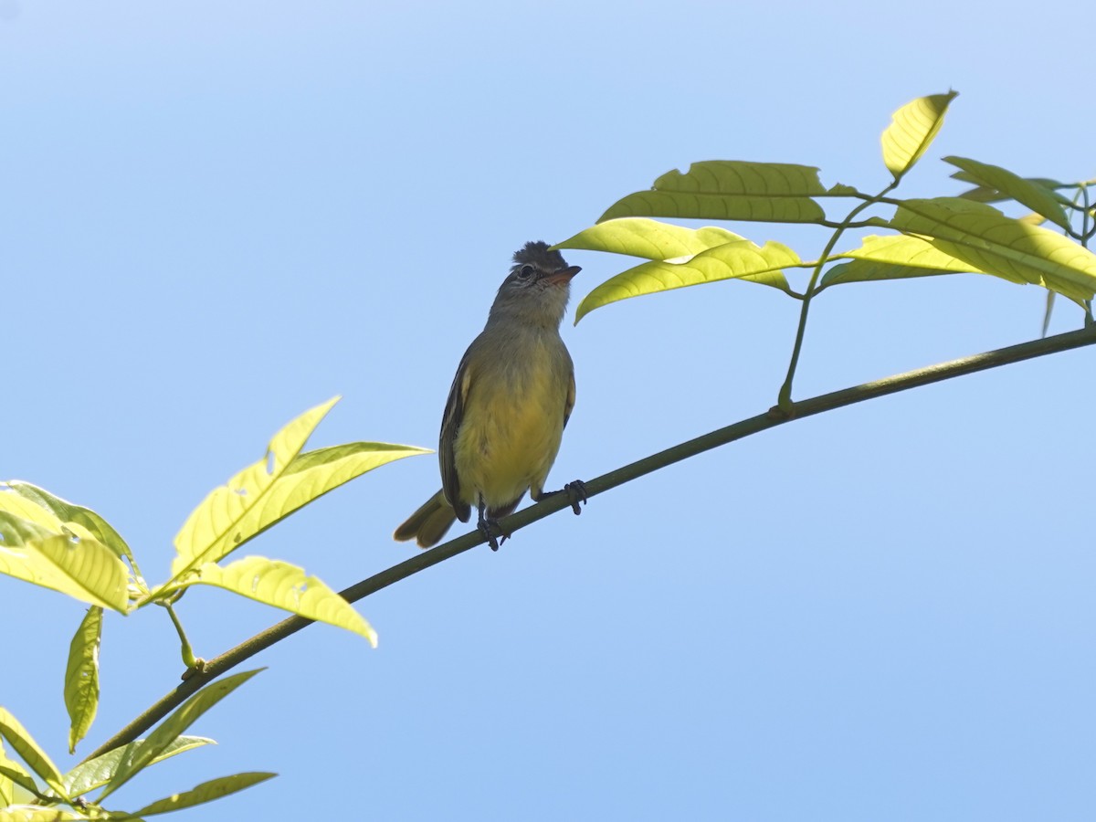 Southern Beardless-Tyrannulet - ML646875856