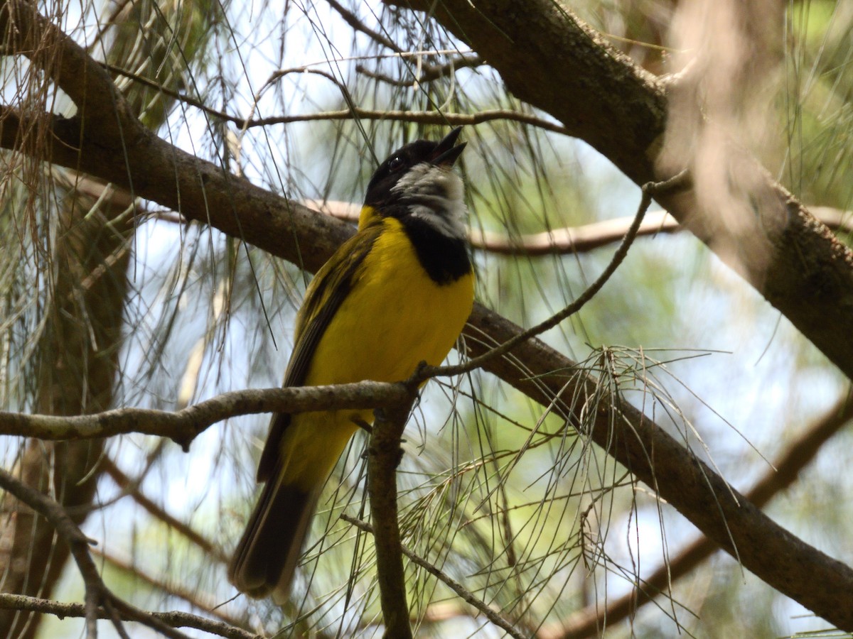 Golden Whistler (Eastern) - ML646875863