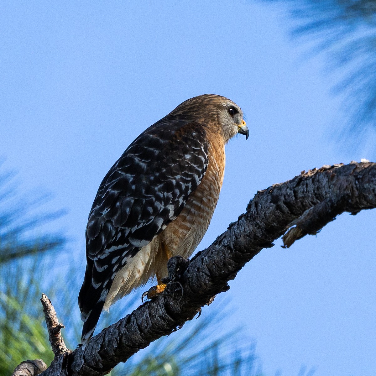 Red-shouldered Hawk - ML646875865