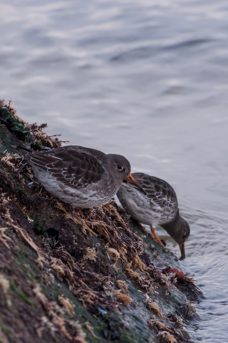 Purple Sandpiper - ML646875869