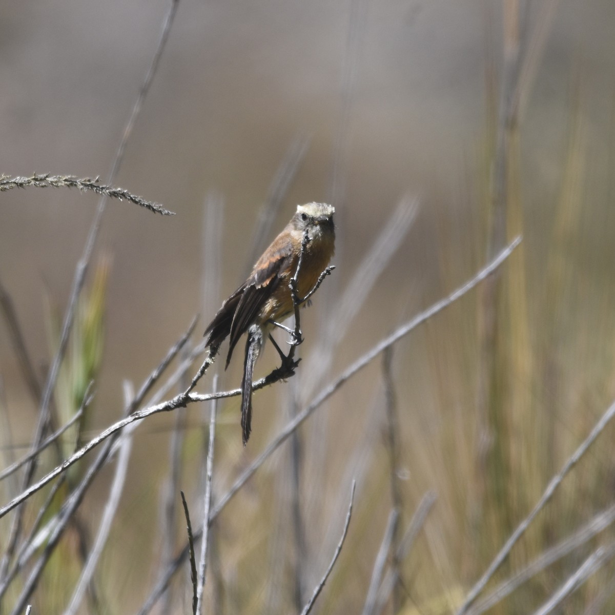 Brown-backed Chat-Tyrant - ML646875870
