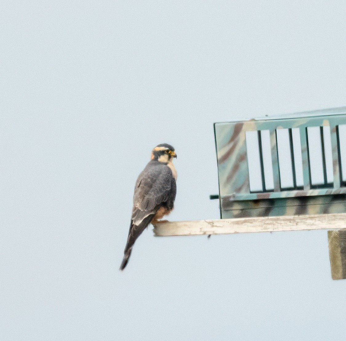 Aplomado Falcon - ML646875871