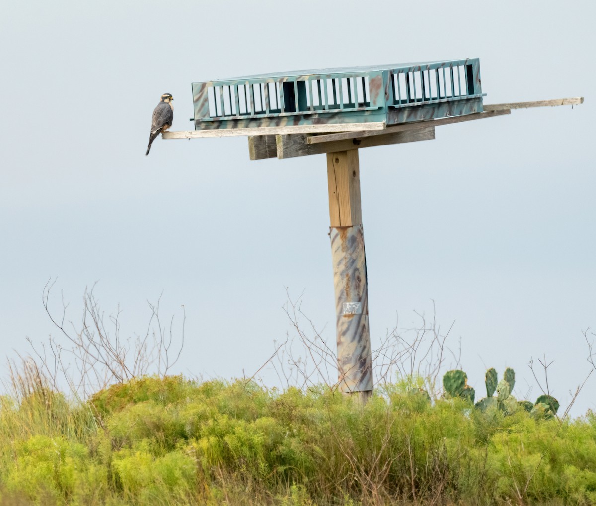 Aplomado Falcon - ML646875872
