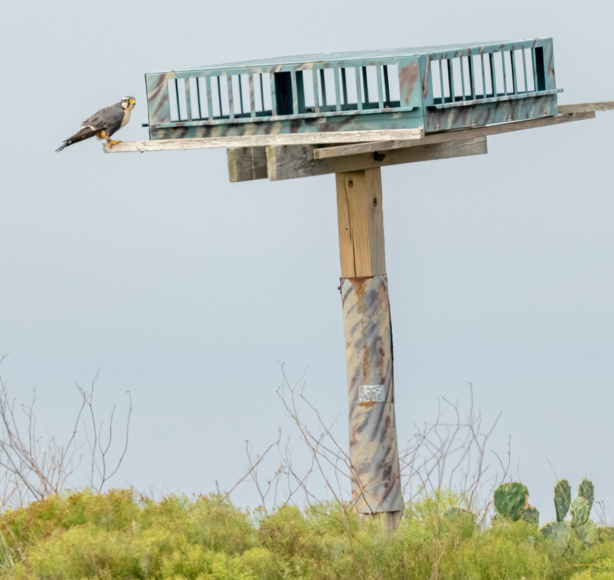 Aplomado Falcon - ML646875874