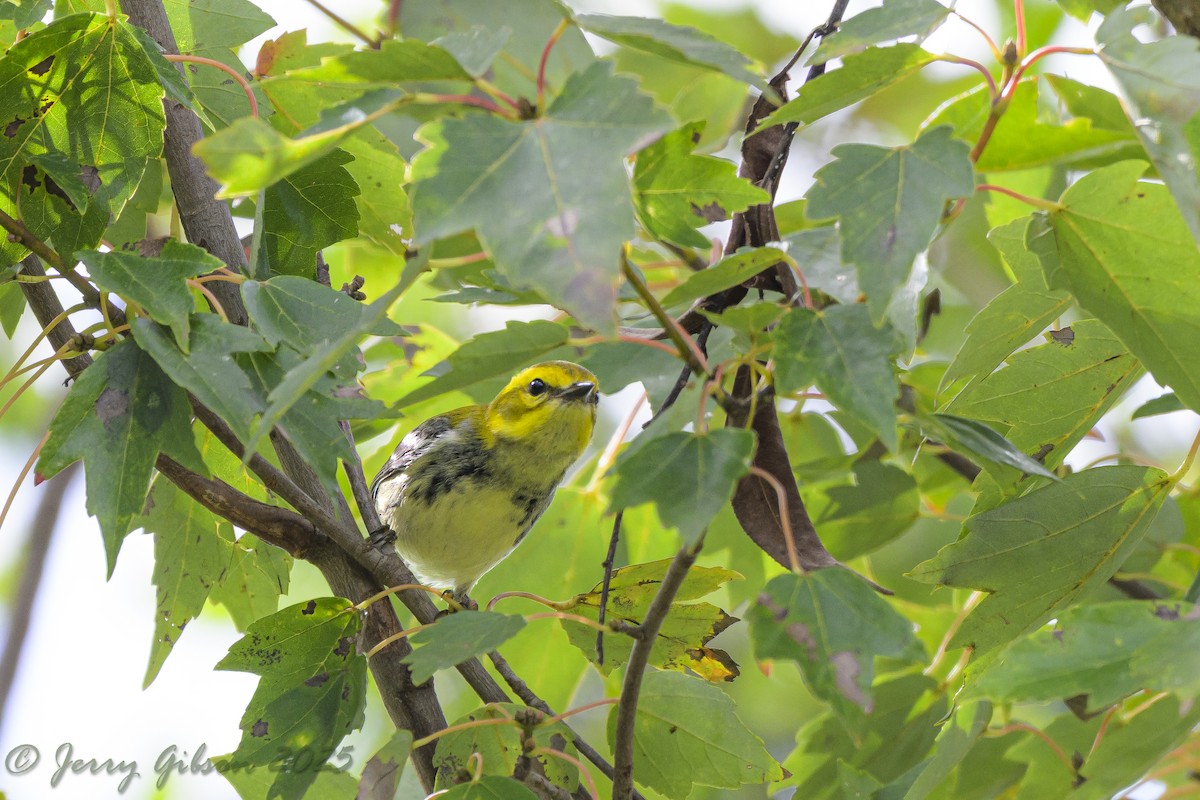 סבכון צהוב-ראש - ML646875876