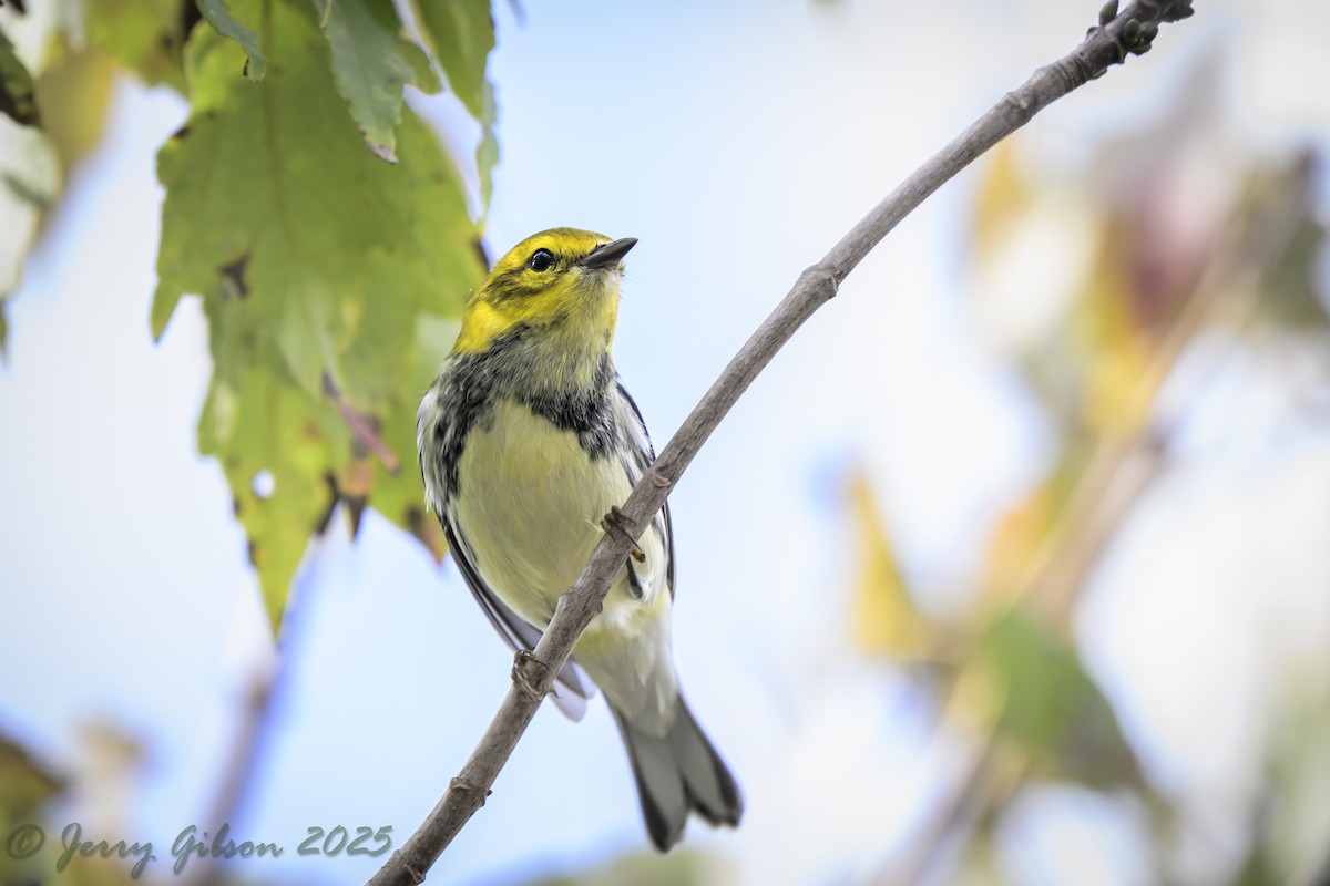 סבכון צהוב-ראש - ML646875877