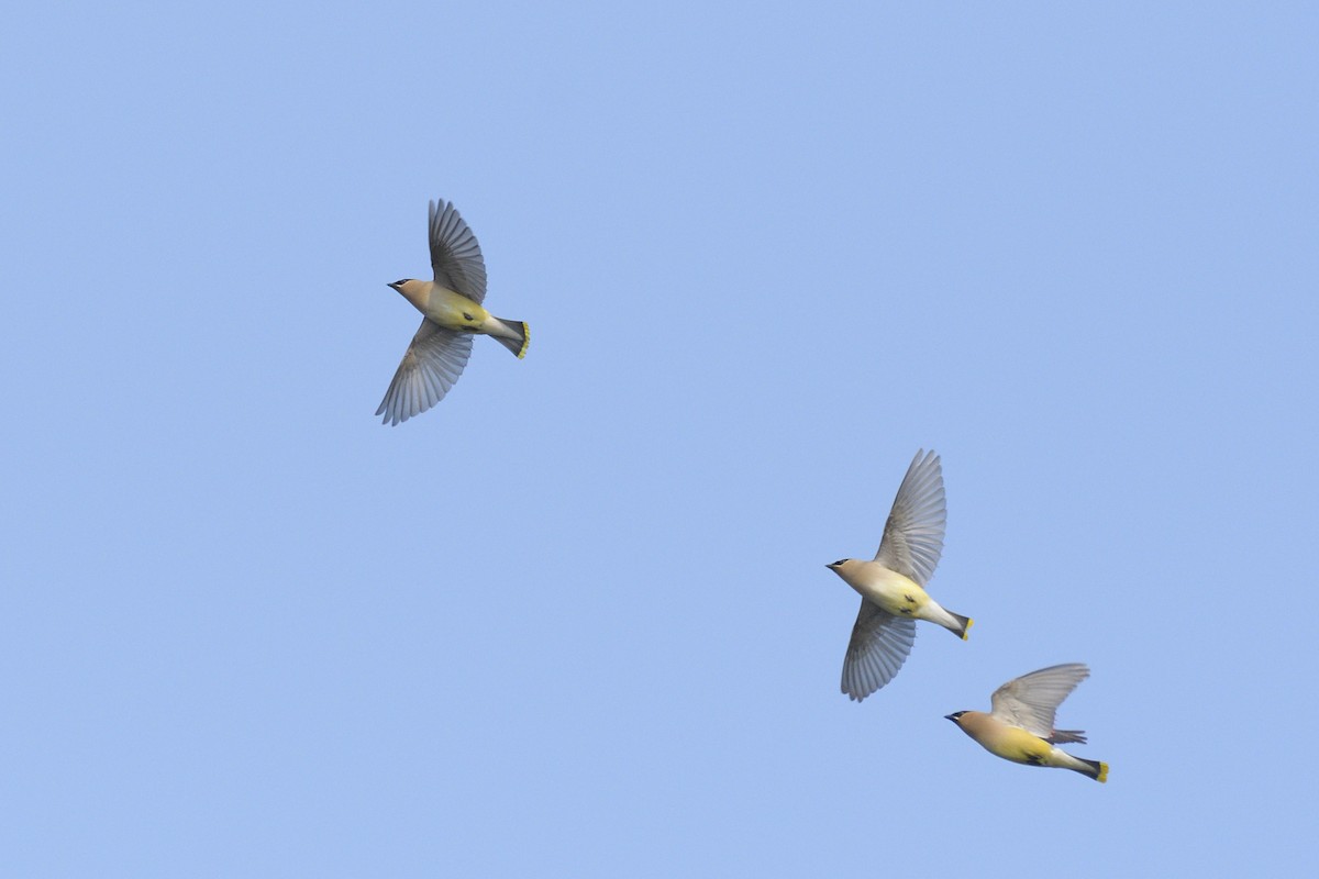 Jaseur d'Amérique - ML646875879