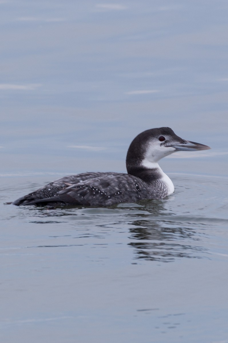 Common Loon - ML646875880