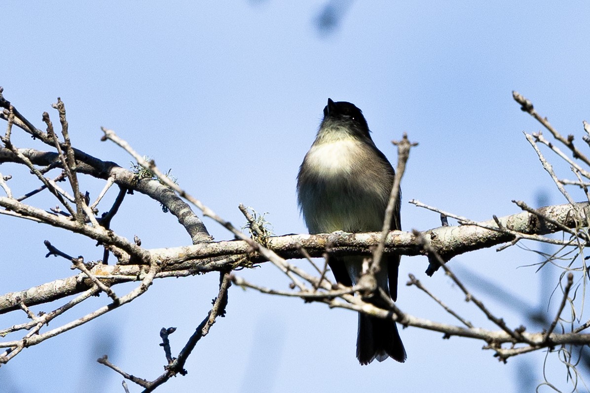 gråfibi - ML646875881