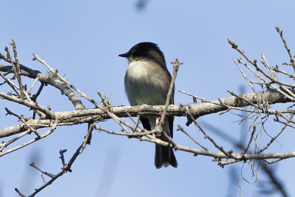 gråfibi - ML646875882