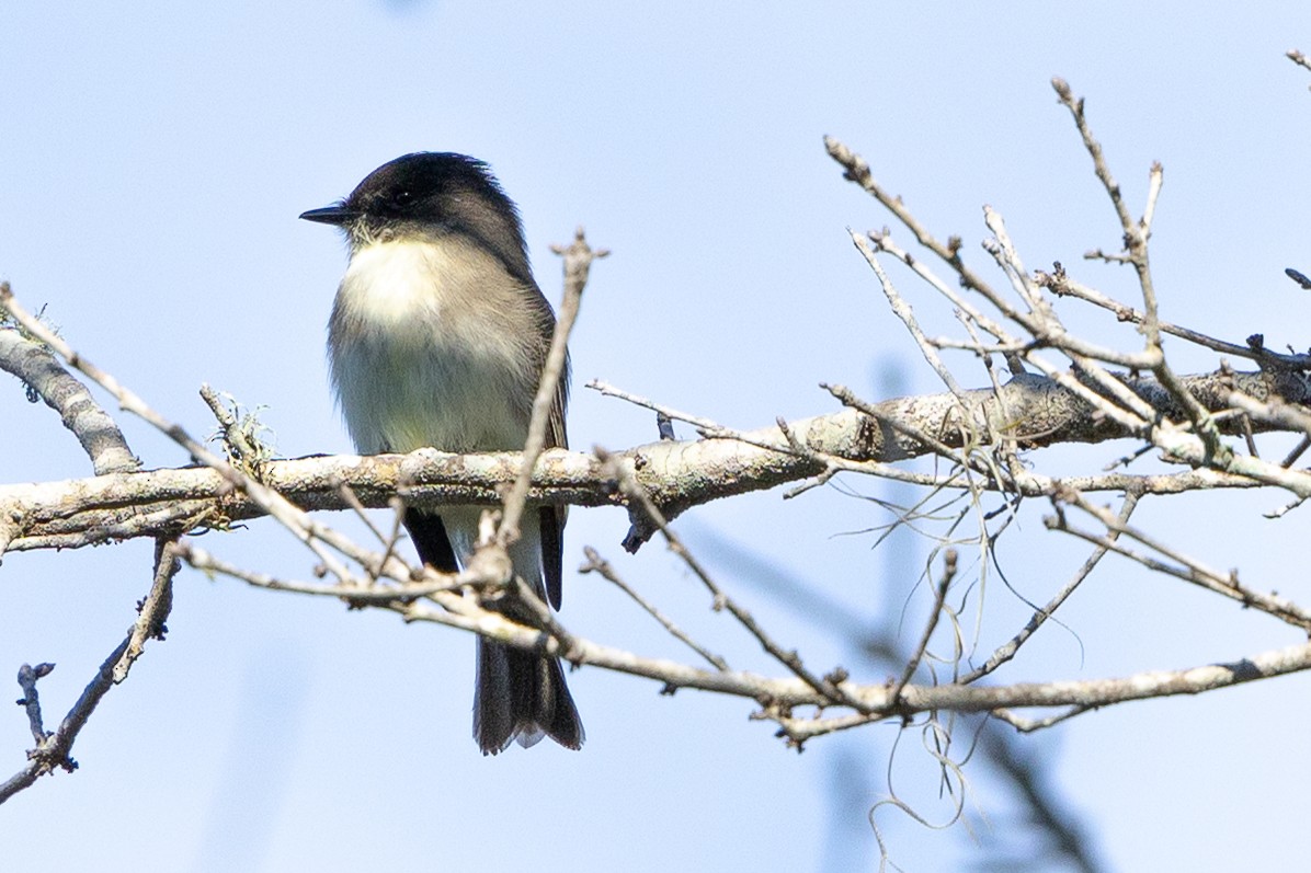 gråfibi - ML646875883