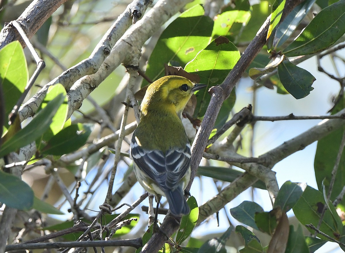 סבכון צהוב-ראש - ML646875885