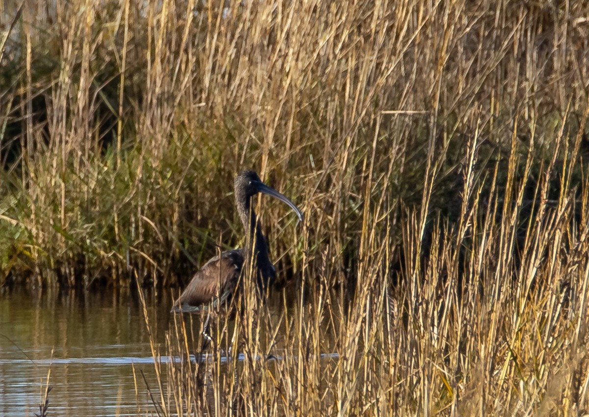 מגלן חום - ML646875886