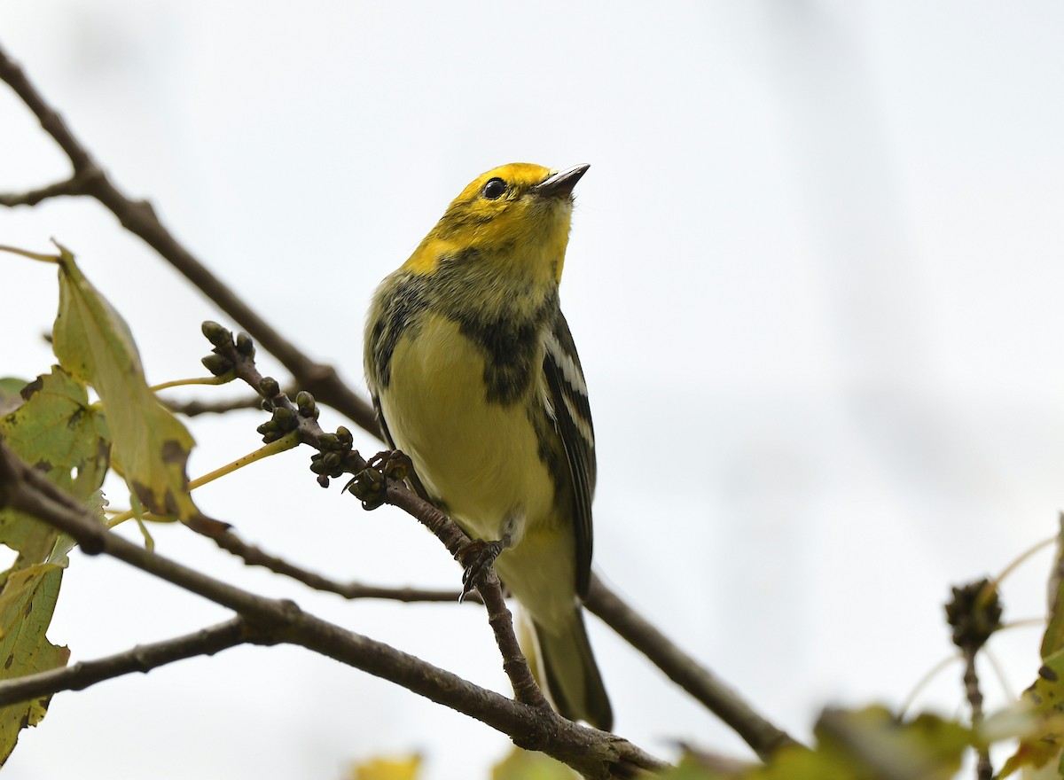 סבכון צהוב-ראש - ML646875888