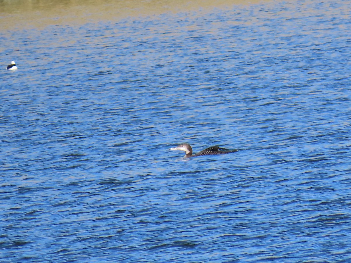 Common Loon - ML646875890