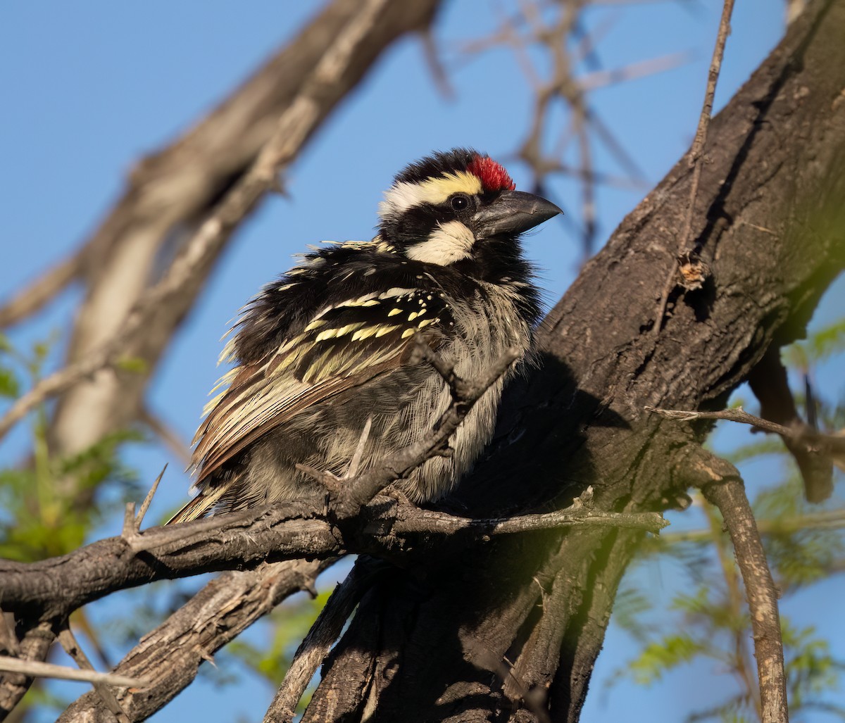 Pied Barbet - ML646875893