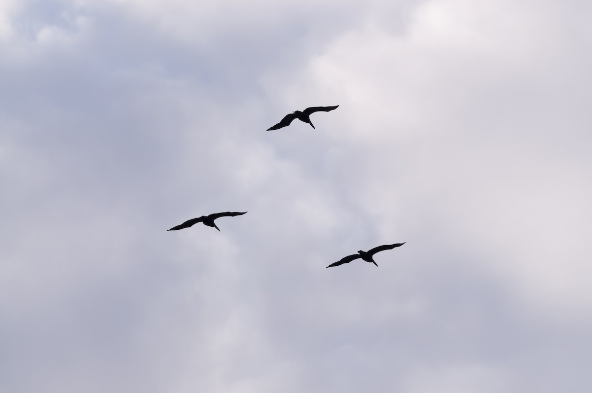 Brown Pelican - ML646875894