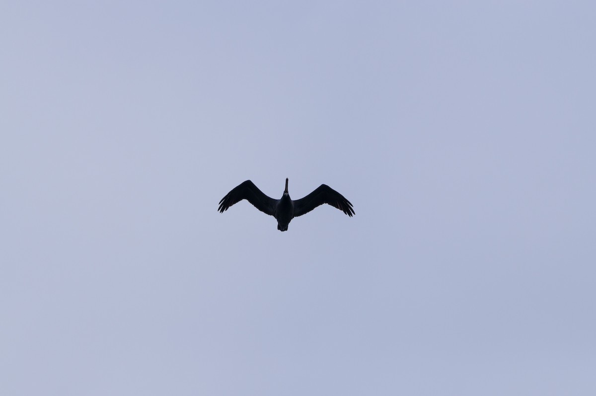 Brown Pelican - ML646875895