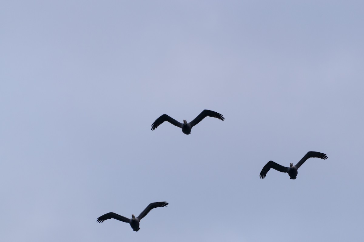 Brown Pelican - ML646875896