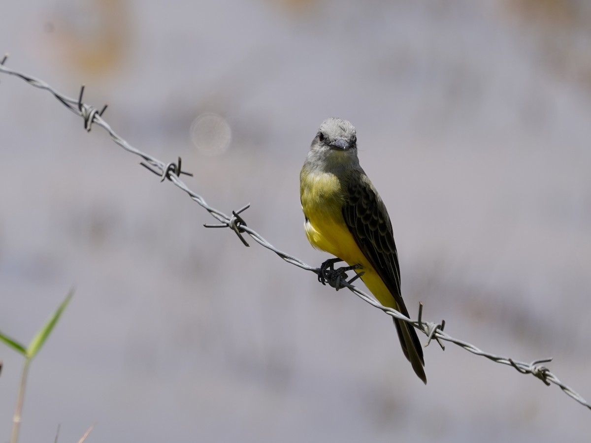 Tropical Kingbird - ML646875902