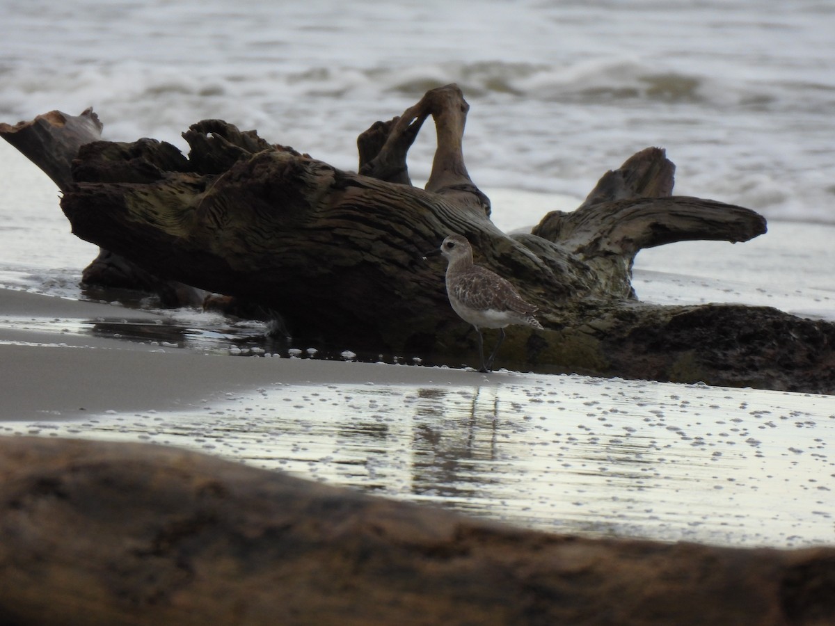 חופזי מנומר - ML646875915