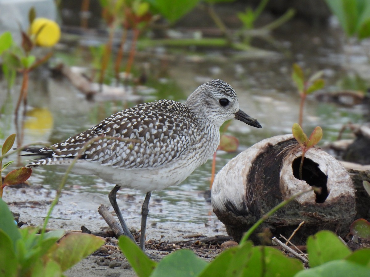 חופזי מנומר - ML646875916