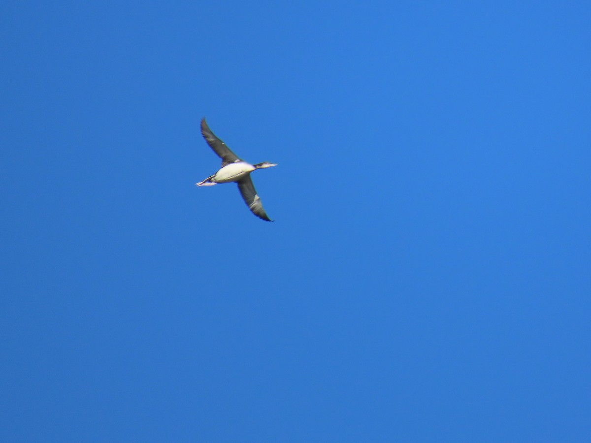 Common Loon - ML646875919