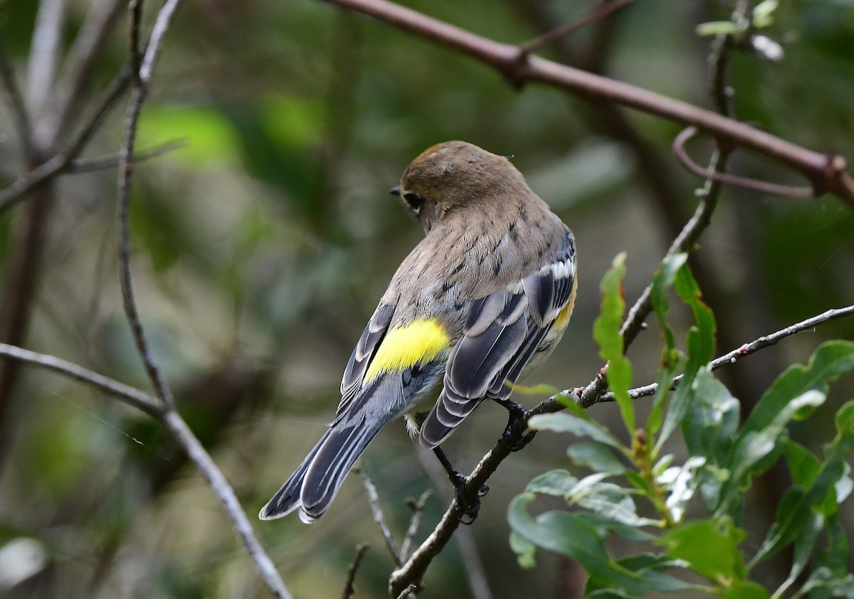 Yellow-rumped Warbler (Myrtle) - ML646875922