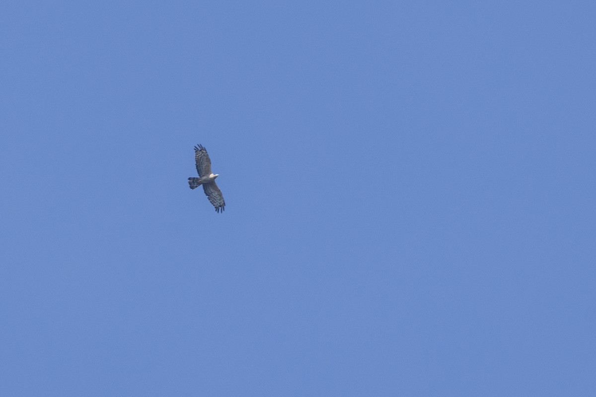 Oriental Honey-buzzard - ML646875923