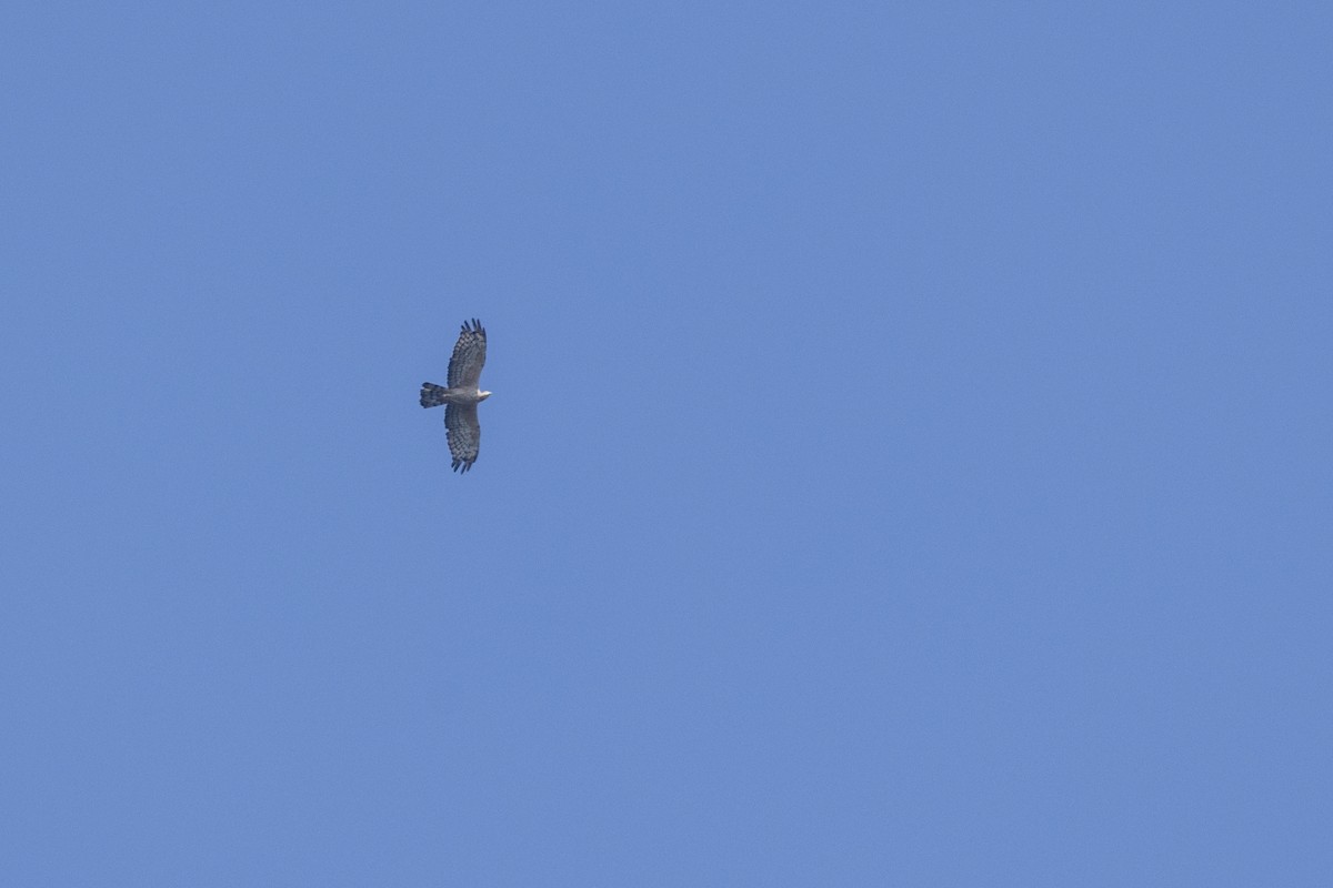 Oriental Honey-buzzard - ML646875924