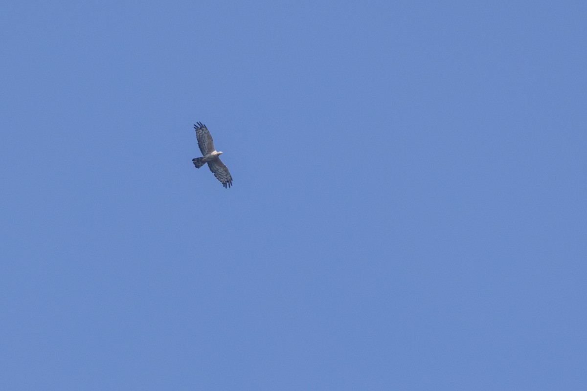 Oriental Honey-buzzard - ML646875925