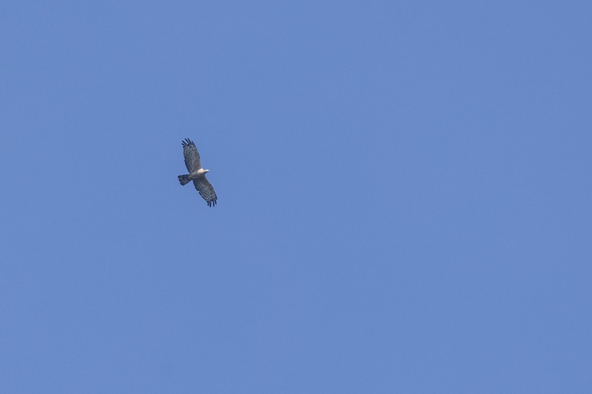 Oriental Honey-buzzard - ML646875926