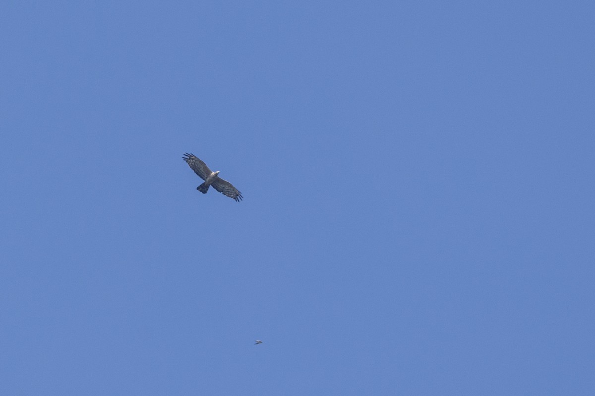 Oriental Honey-buzzard - ML646875927