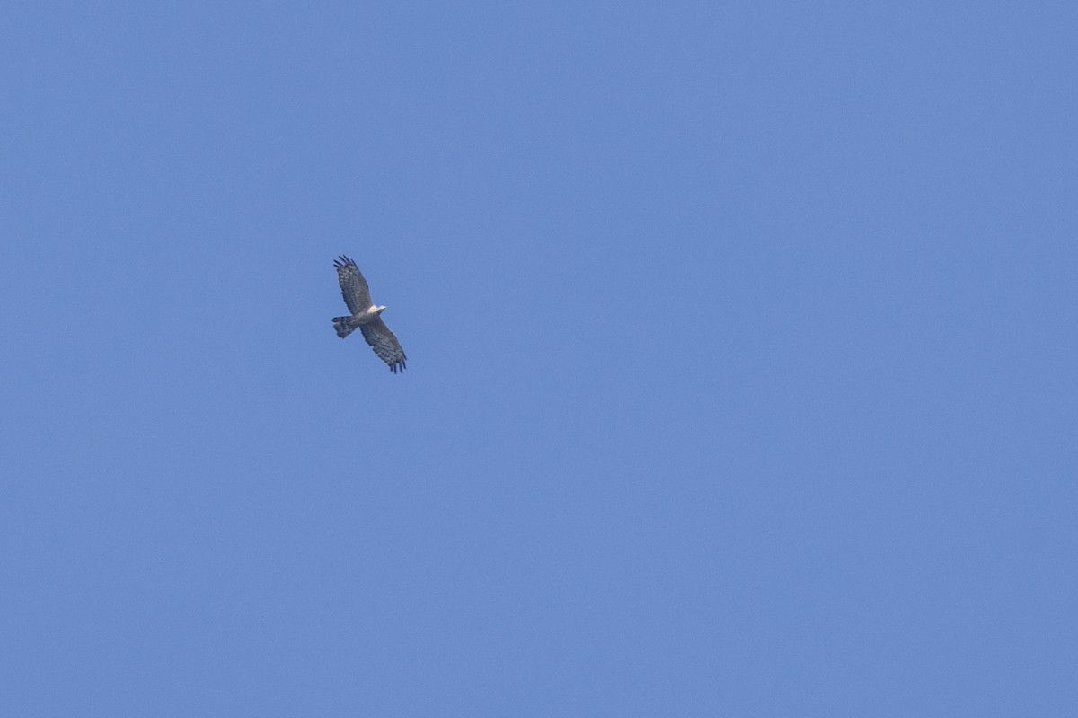 Oriental Honey-buzzard - ML646875928