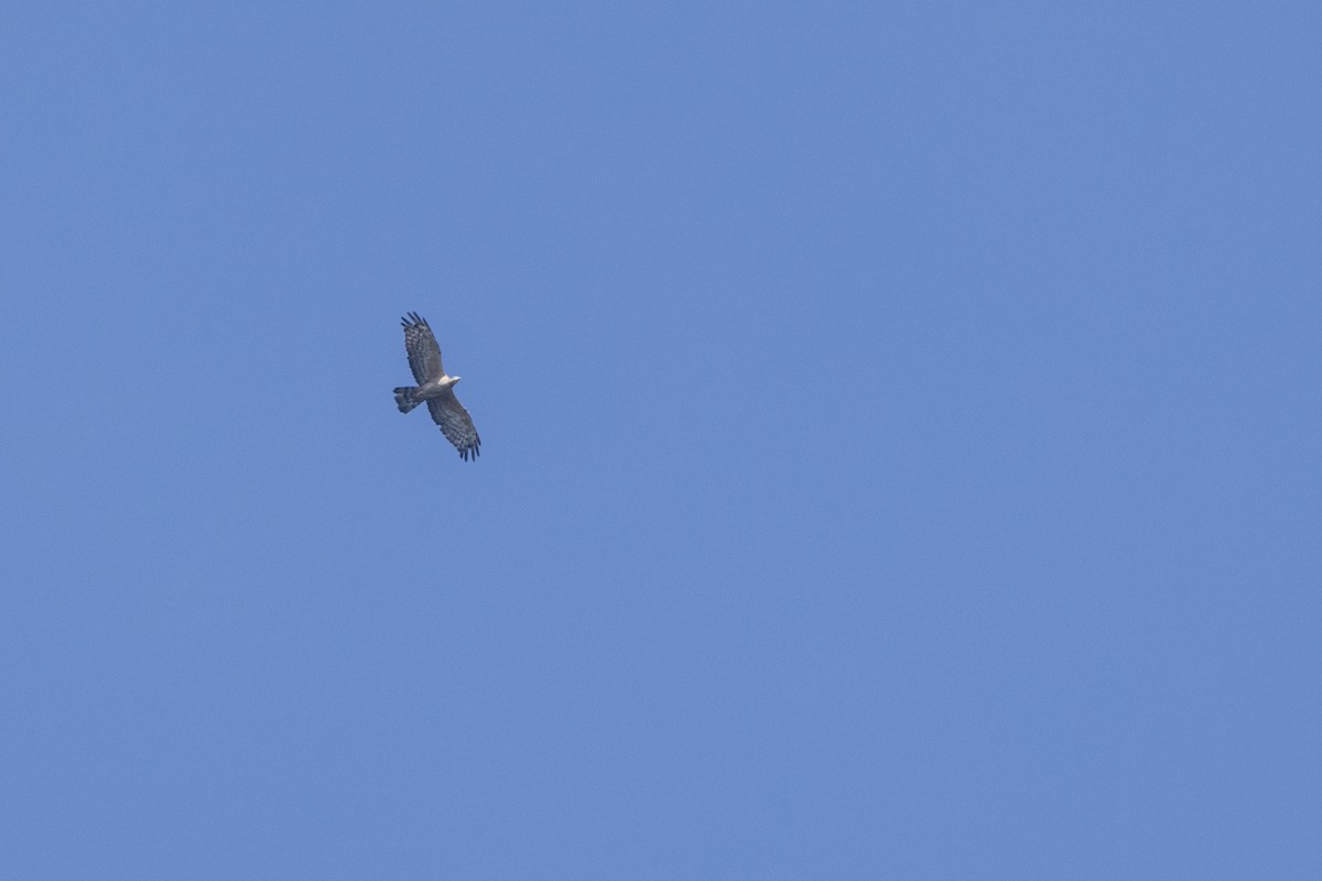 Oriental Honey-buzzard - ML646875929