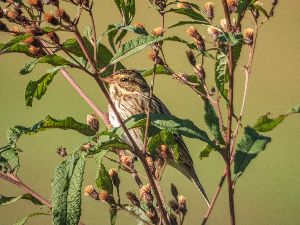 Savannah Serçesi - ML646875932