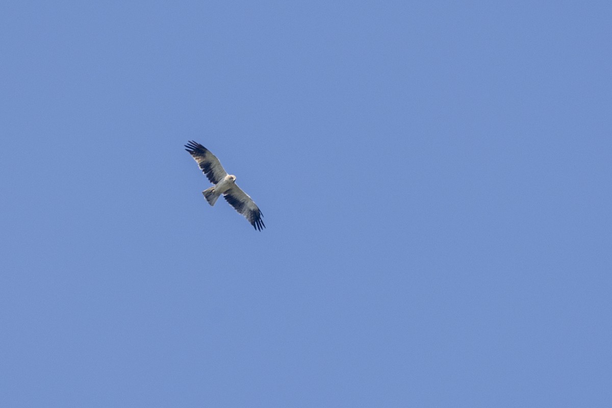 Booted Eagle - ML646875936