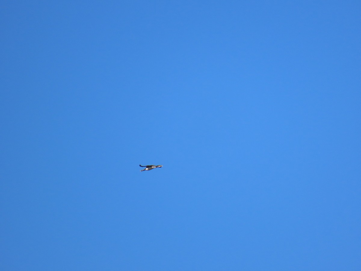 Common Loon - ML646875937