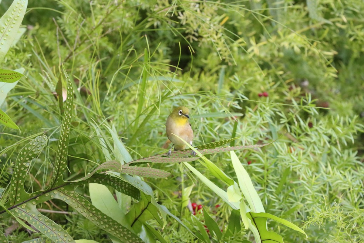 Japon Gözlükçüsü - ML646875938