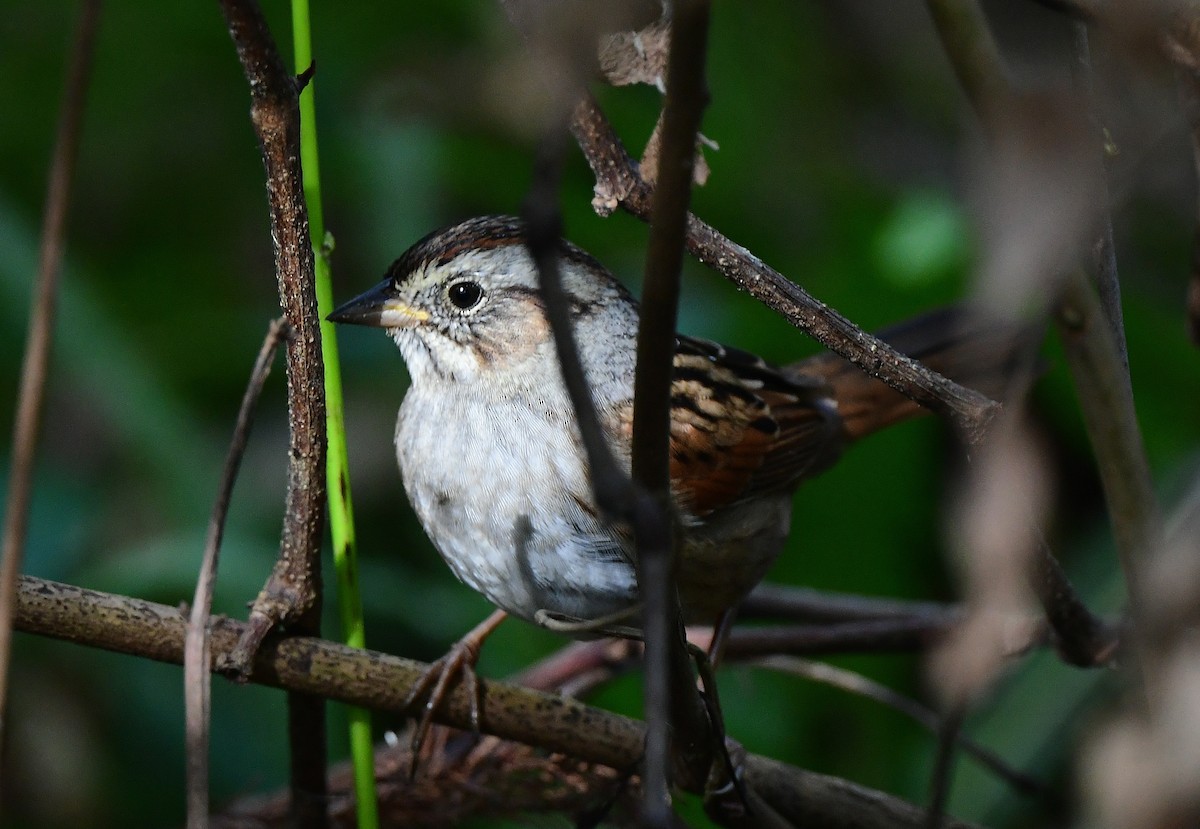 Swamp Sparrow - ML646875939
