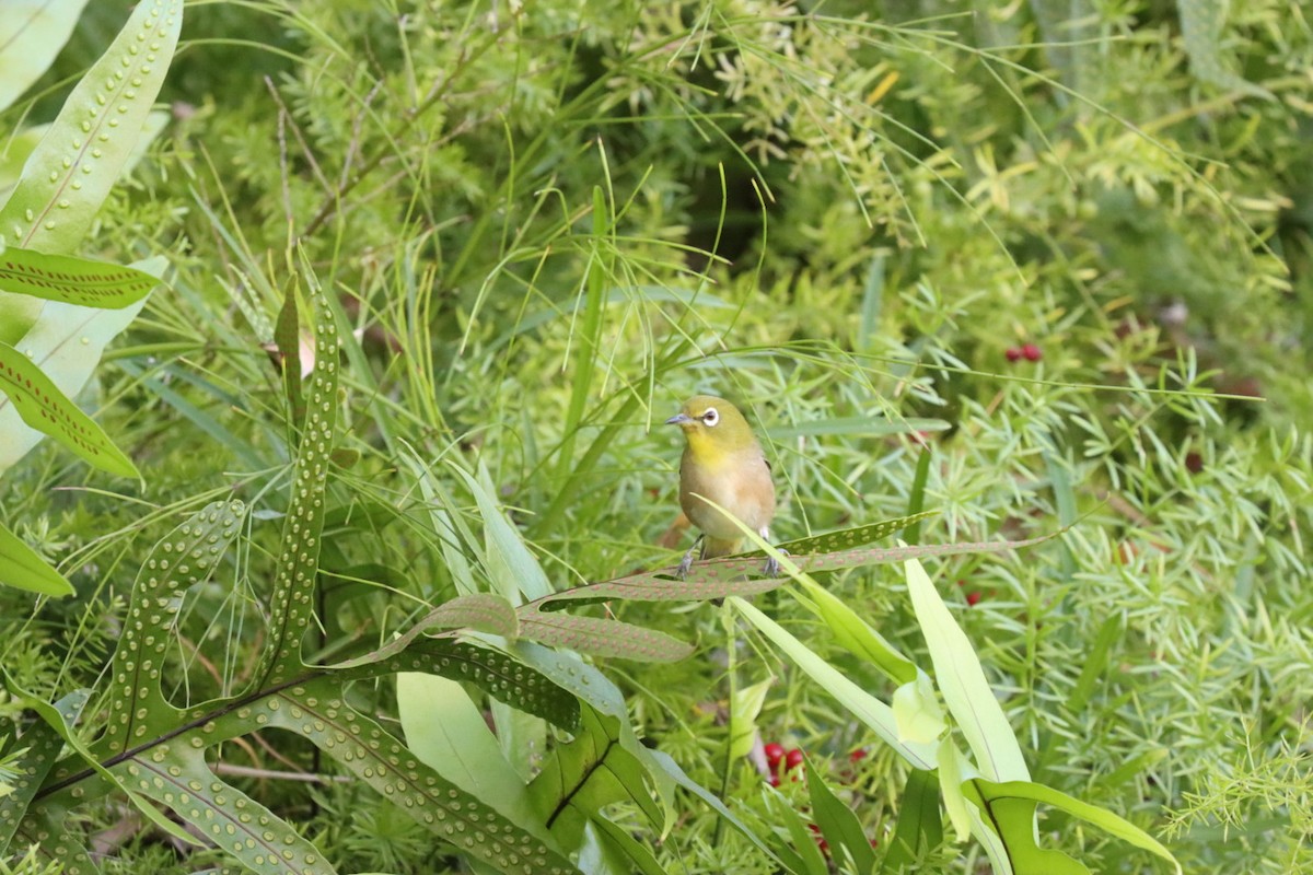 Japon Gözlükçüsü - ML646875940