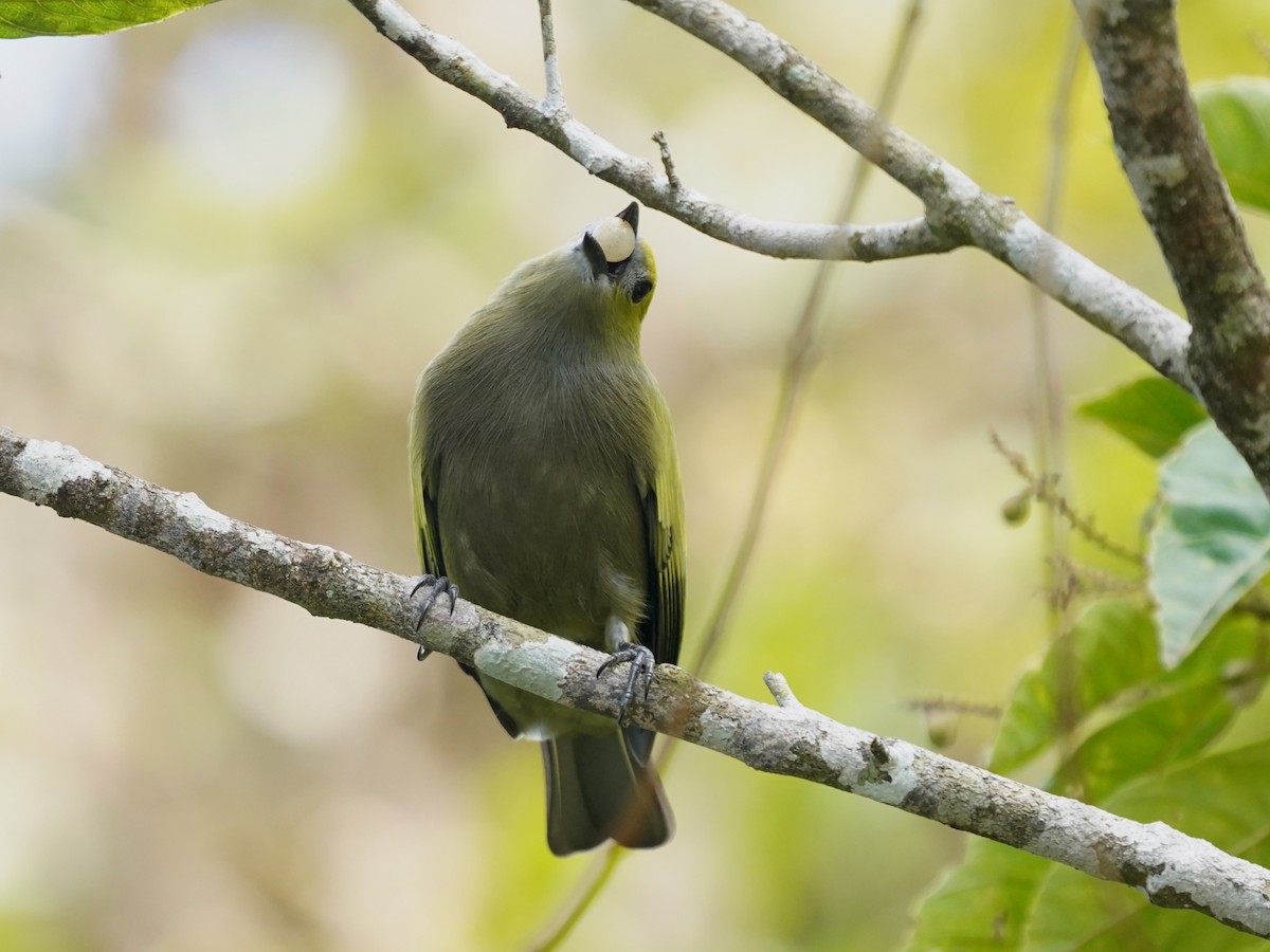 Palm Tanager - ML646875943