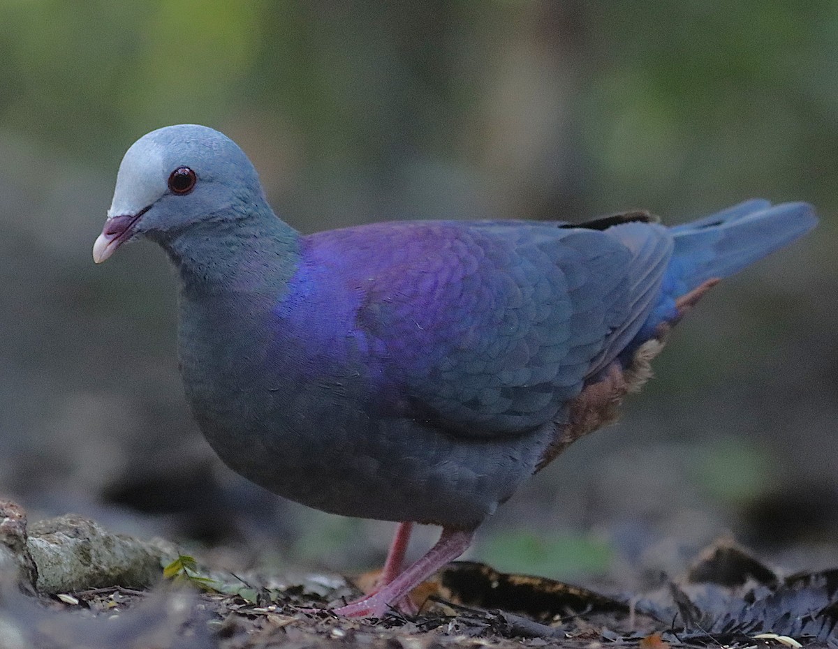 Colombe de Gundlach - ML646875944