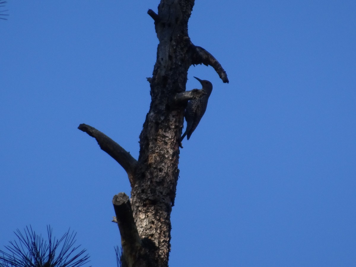 Northern Flicker - ML646875945