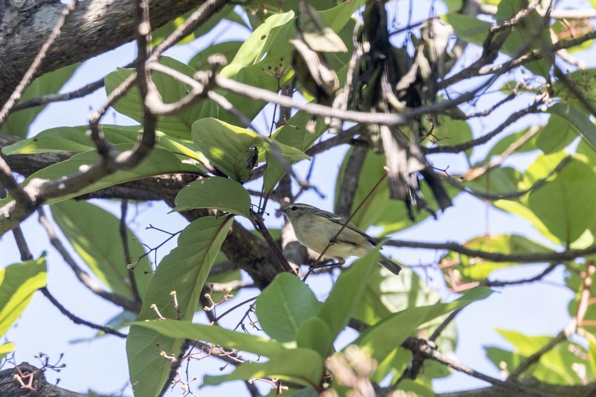 Hume's Warbler - ML646875946