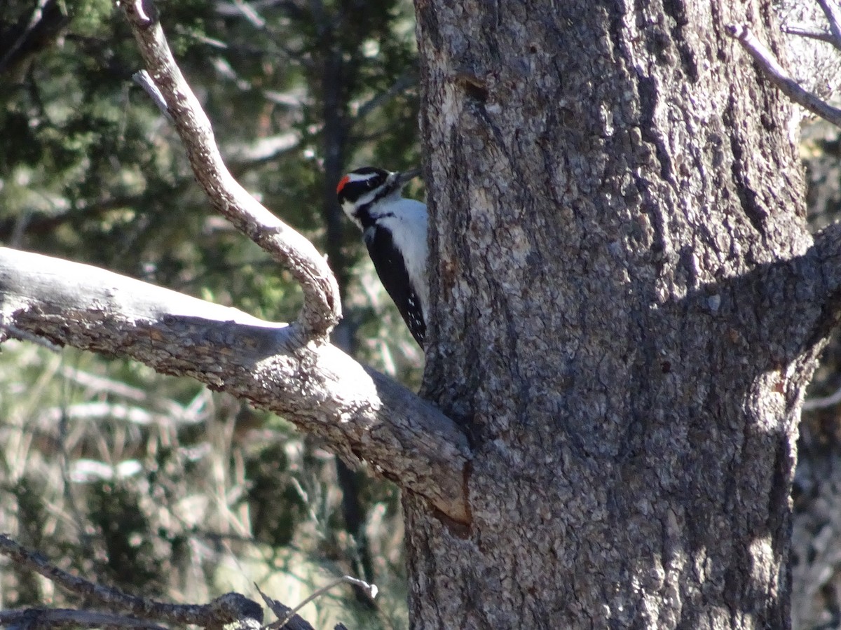 Hairy Woodpecker - ML646875948