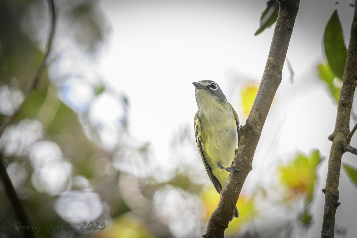 Bireo buru-urdina - ML646875949